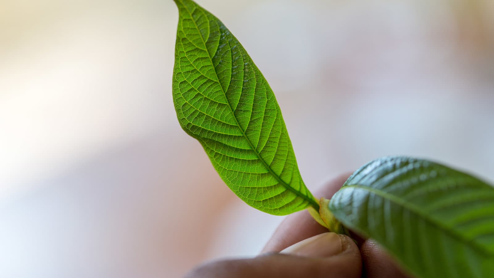 Herbal Wellness Tea Chiang Mai: A Holistic Experience