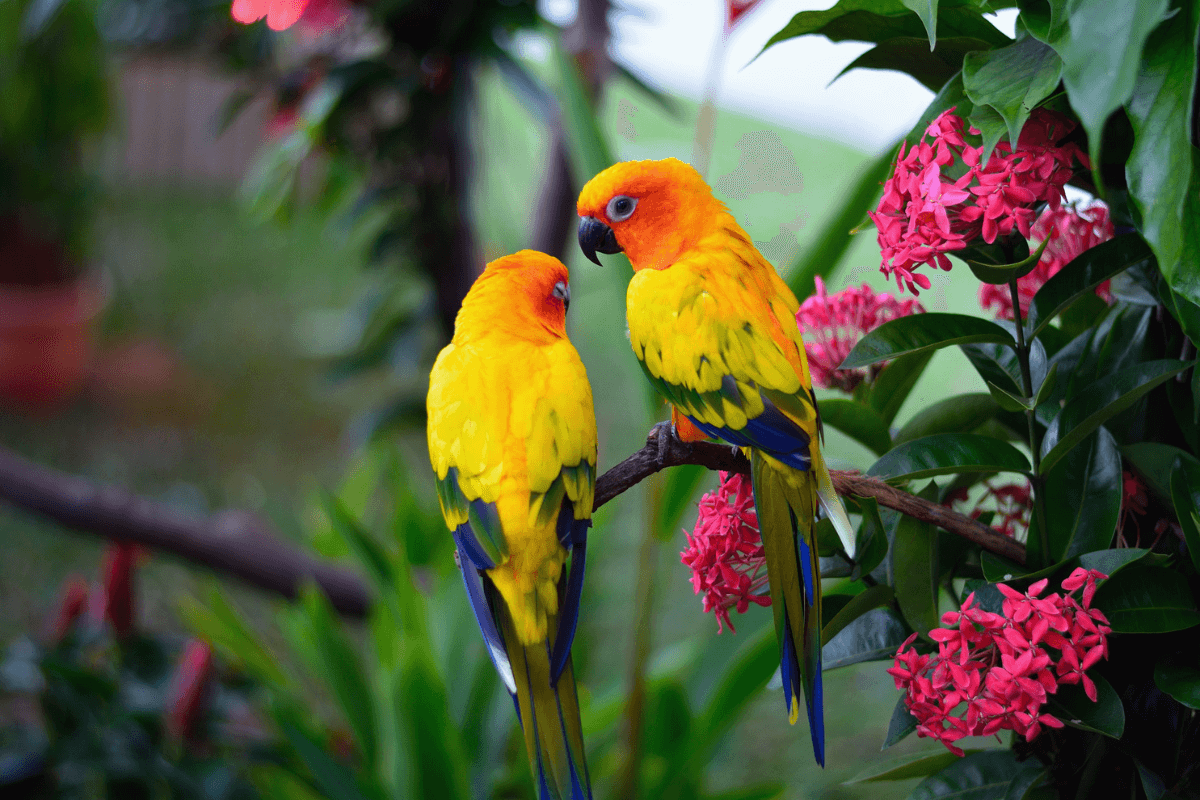 Exotic Birds – Fertile Eggs Available Amazing Birds Farm
