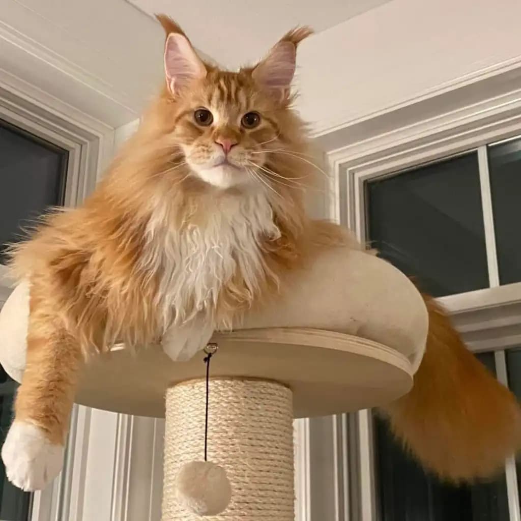 Adorable Maine Coon Kittens for Sale | Reserve Yours Today