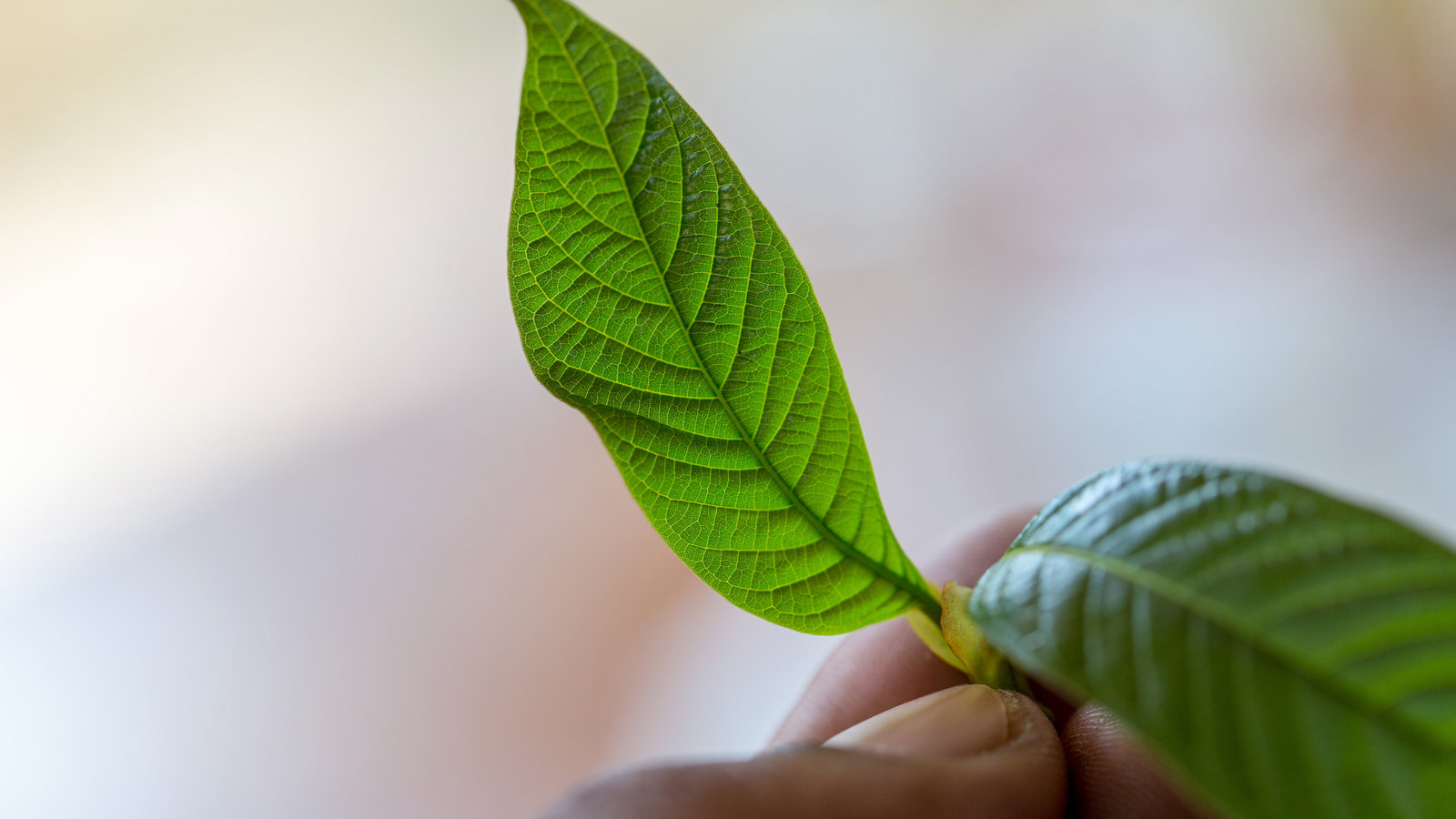 Herbal Wellness Tea Chiang Mai: A Holistic Experience