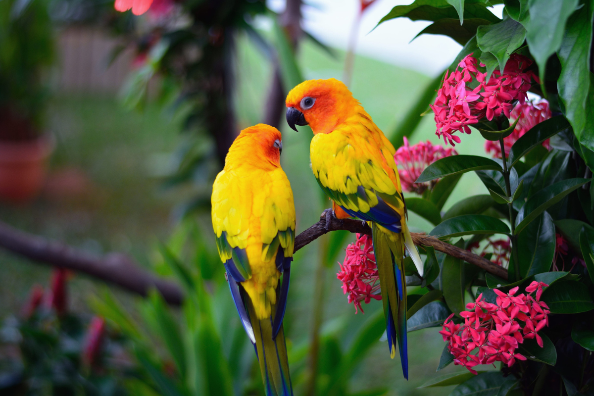 Exotic Birds – Fertile Eggs Available Amazing Birds Farm