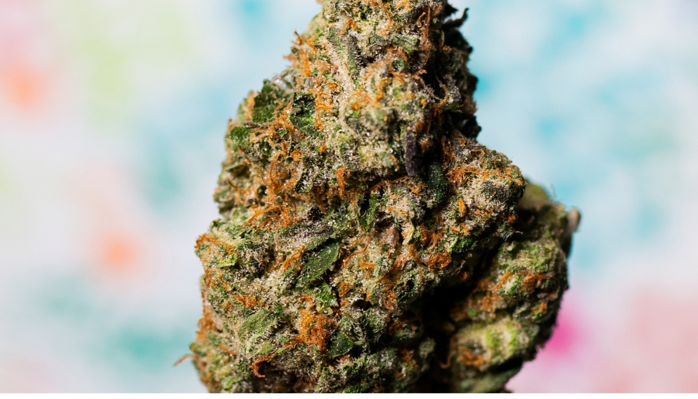 Albino Penis Envy Mushrooms – Fresh Psychedelic Mushrooms at Bud Cargo