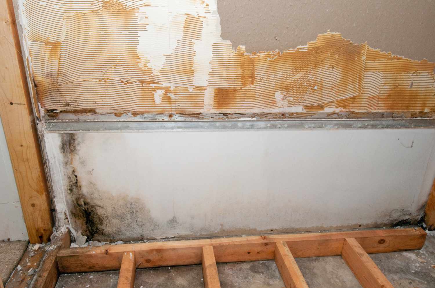 Trusted Specialists in mold remediation mueller austin tx