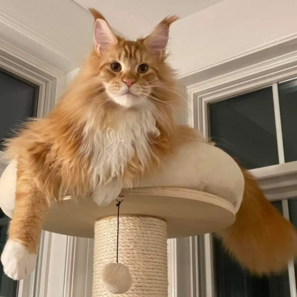 Adorable Maine Coon Kittens for Sale | Reserve Yours Today