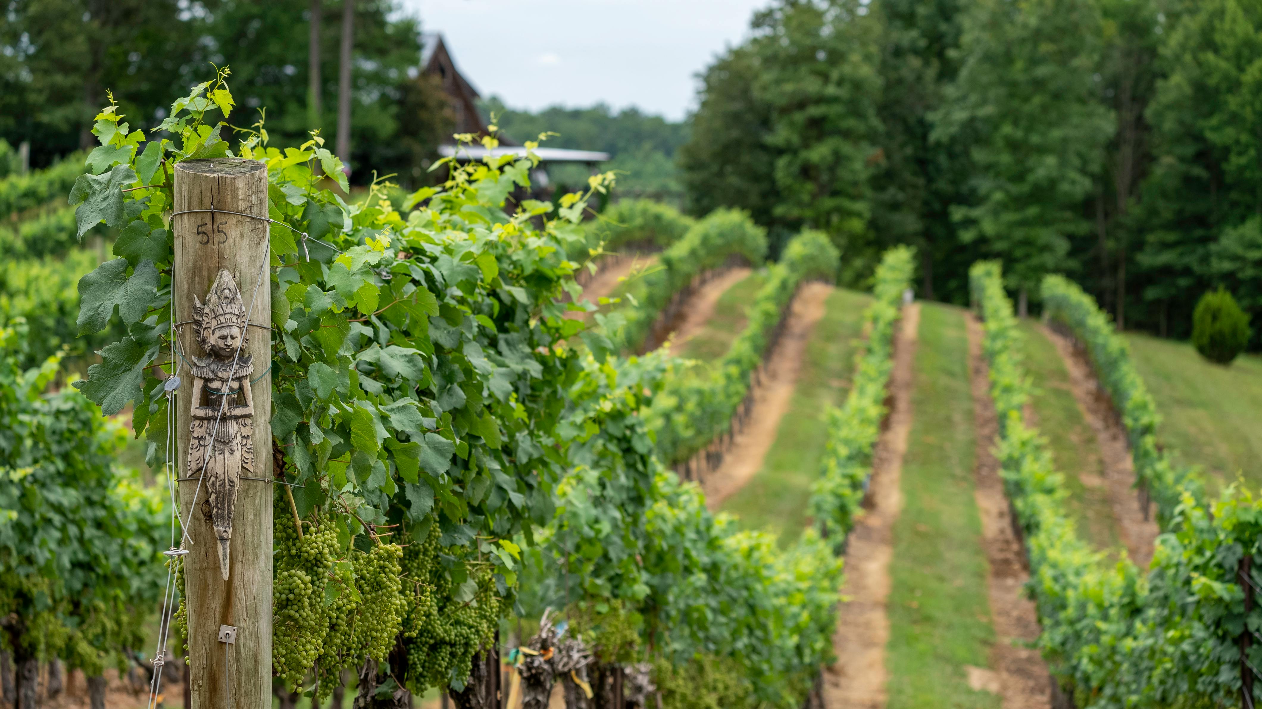 Top Sacramento Wineries You Must Visit This Year