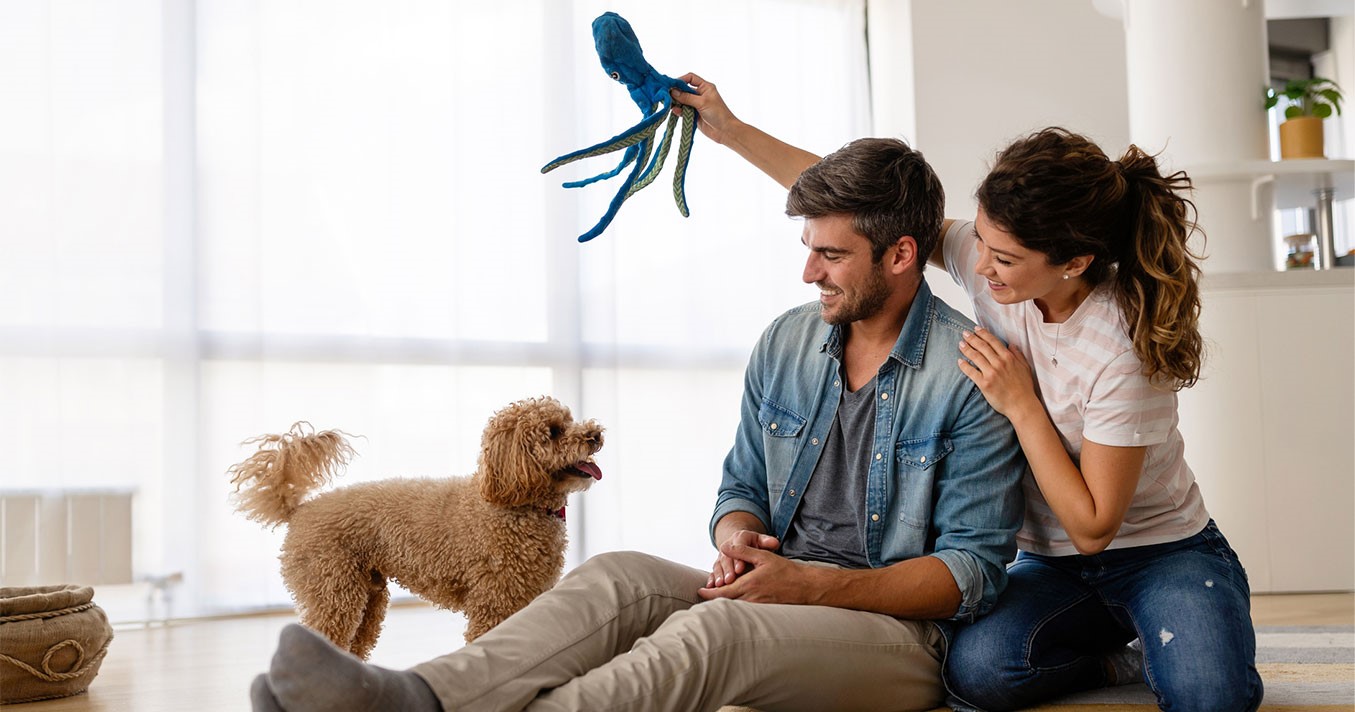 Vet Home Certs Makes Traveling with Pets Easy