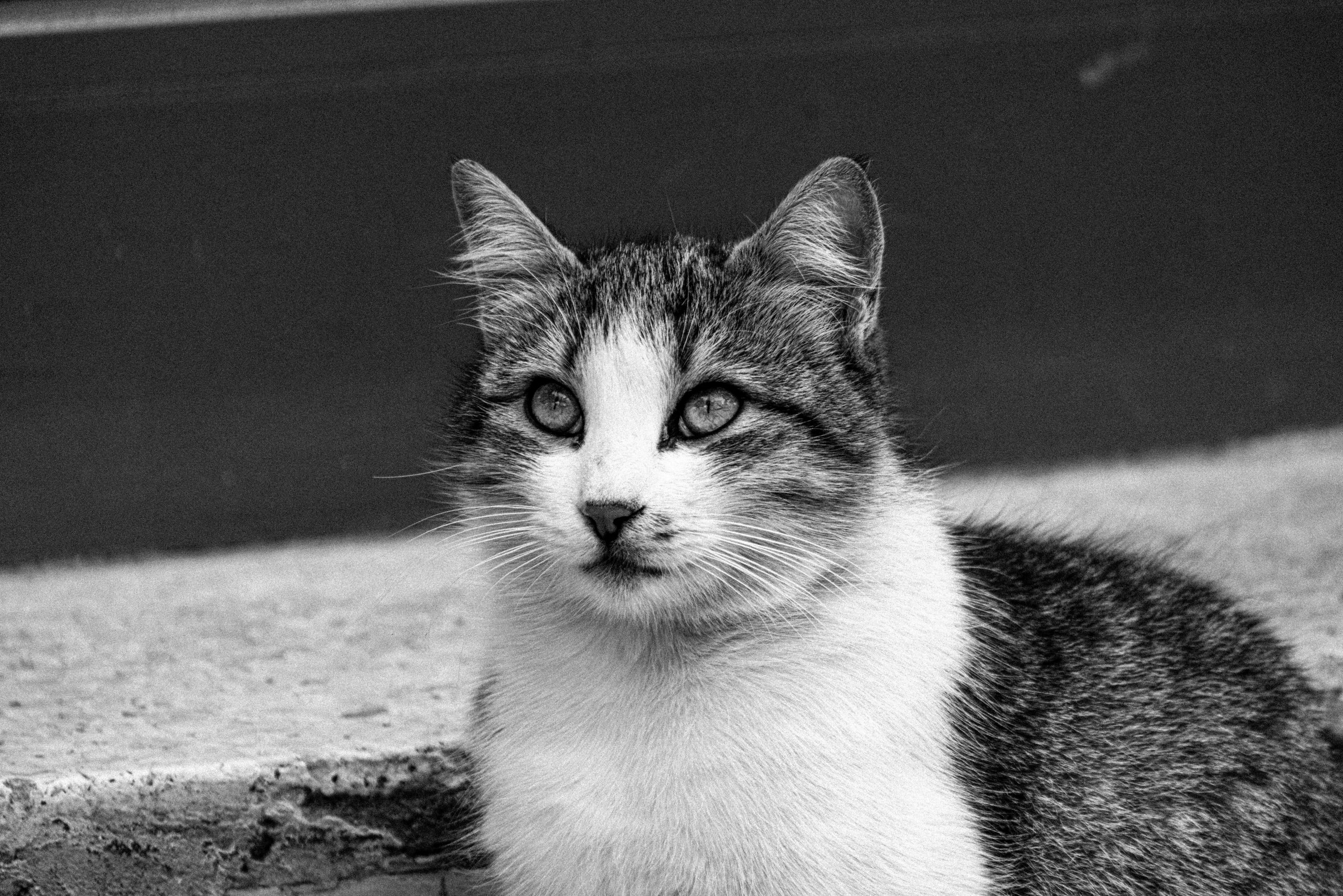 Maine Coon Kittens for Sale Northern California with Sweet Temperaments