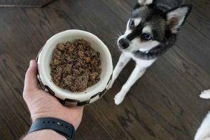 how much does farmers dog cost